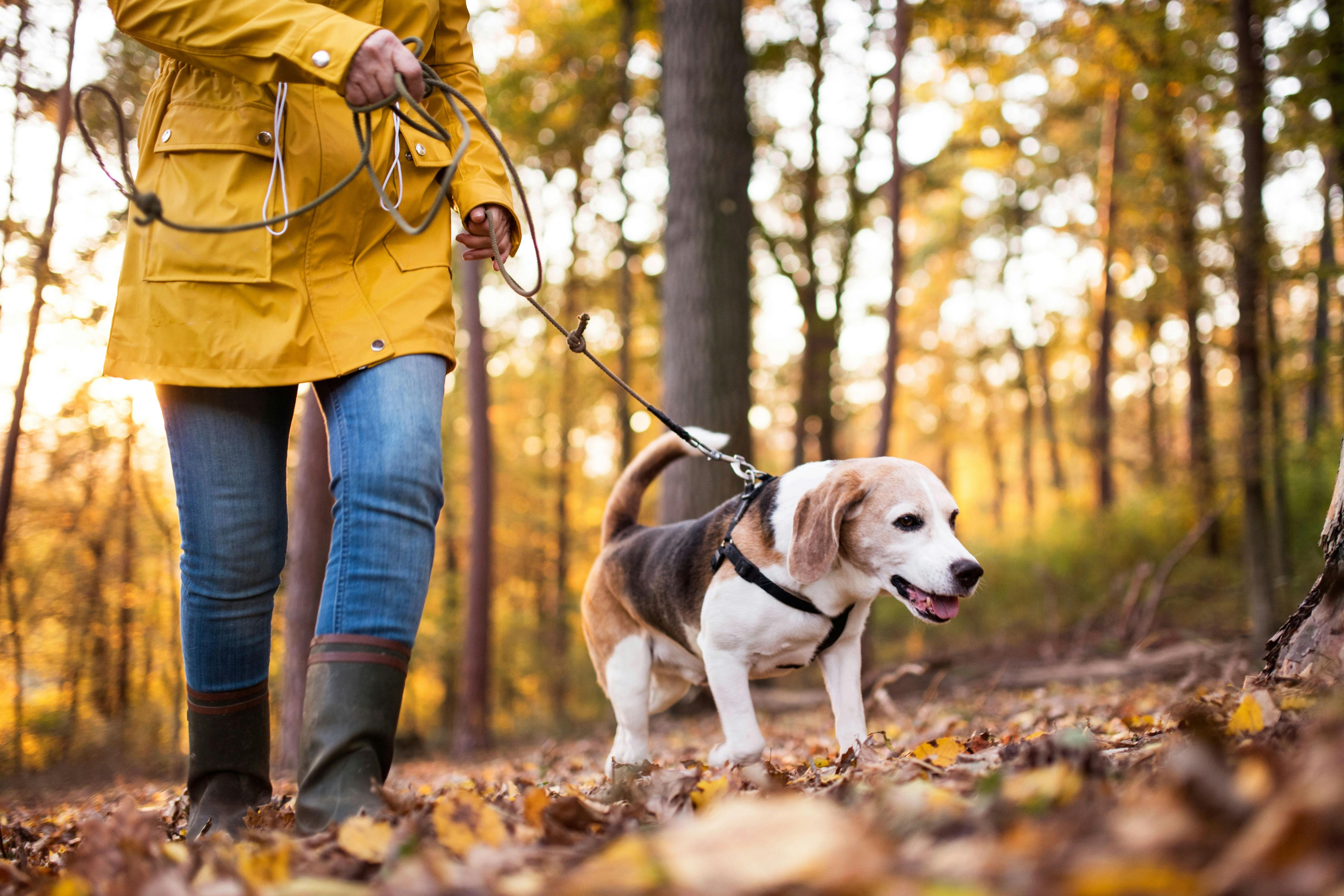 Balanced Design for Pets & Owners